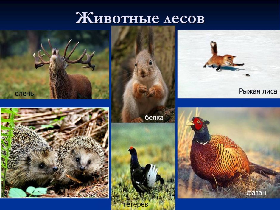 Животные зоны широколиственных лесов России