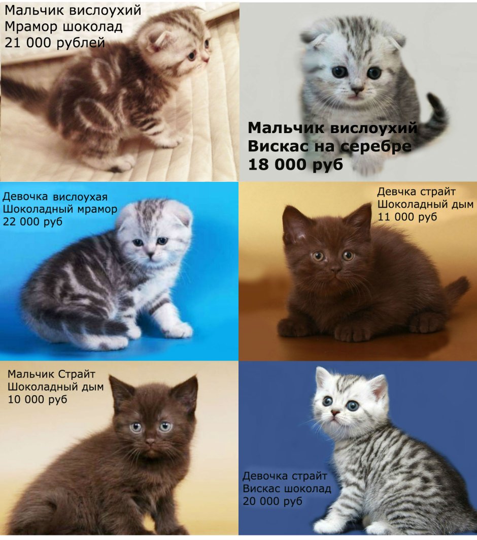 Окрасы шотландских кошек