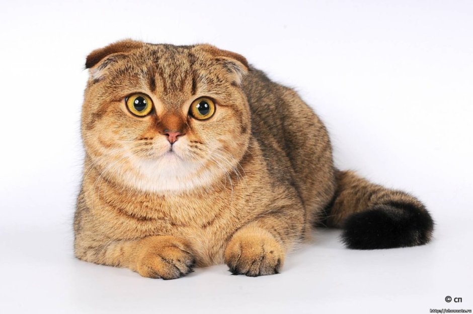 Окрасы шотландских кошек