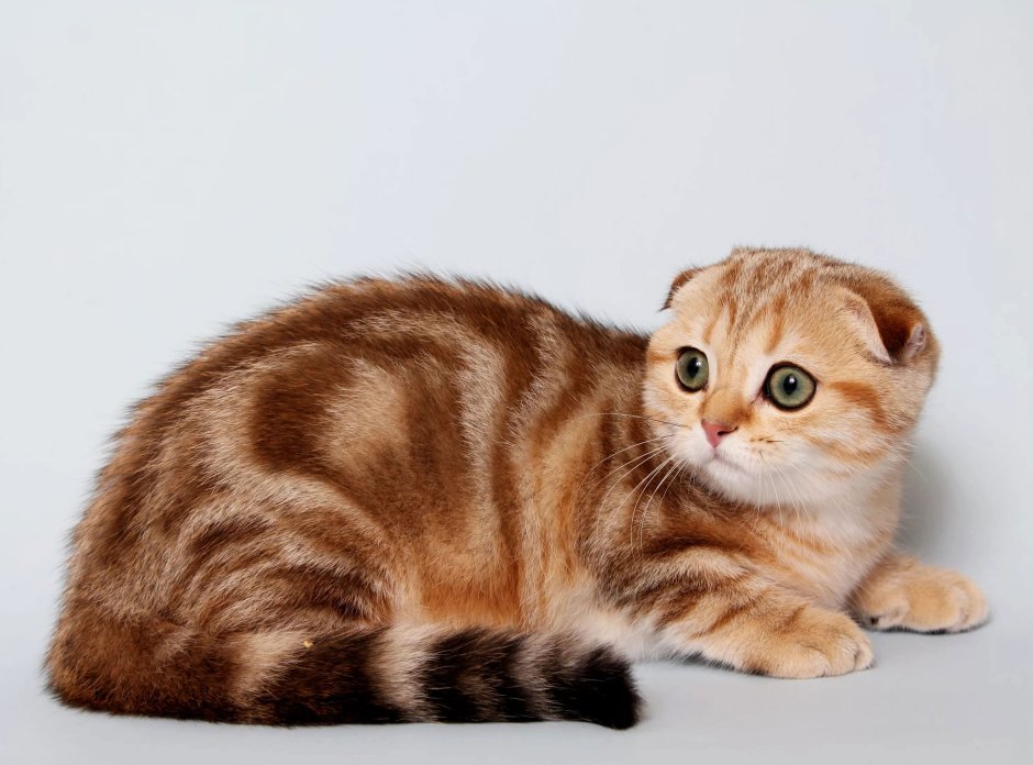 Скоттиш-фолд Шотландская вислоухая кошка