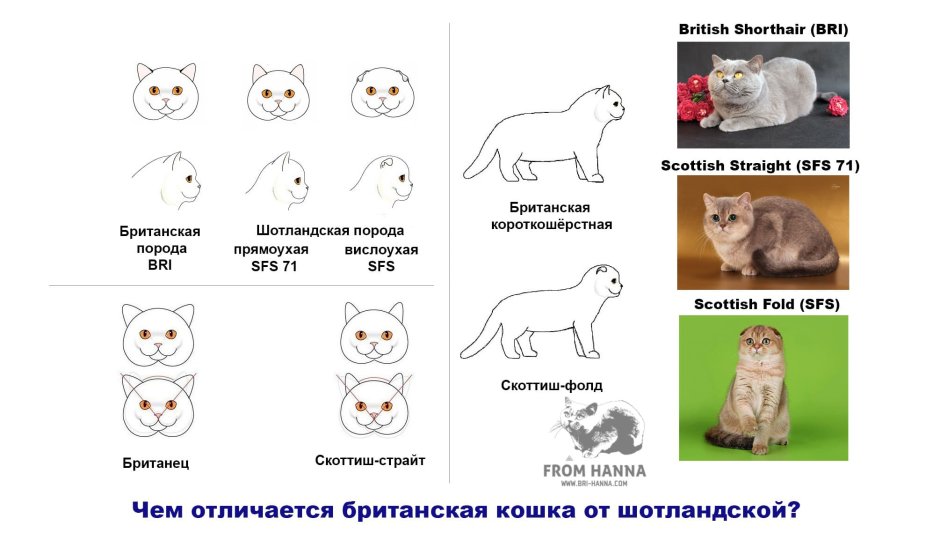 Шотландская вислоухая кошка и Британская отличия