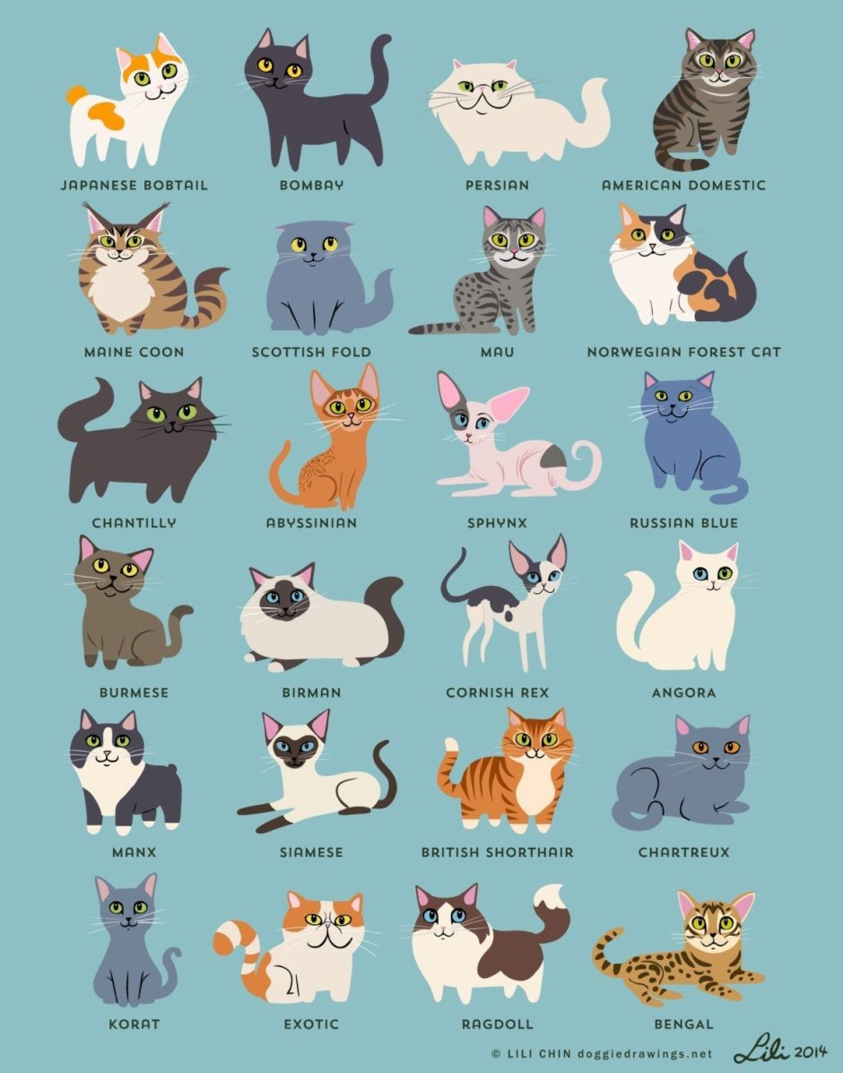 Породистые кошки рисунки