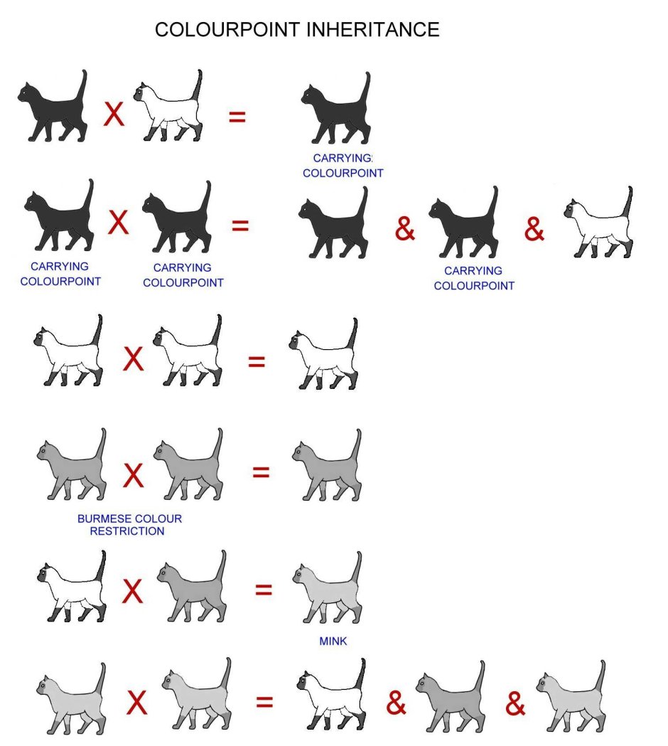 Генетика кошек