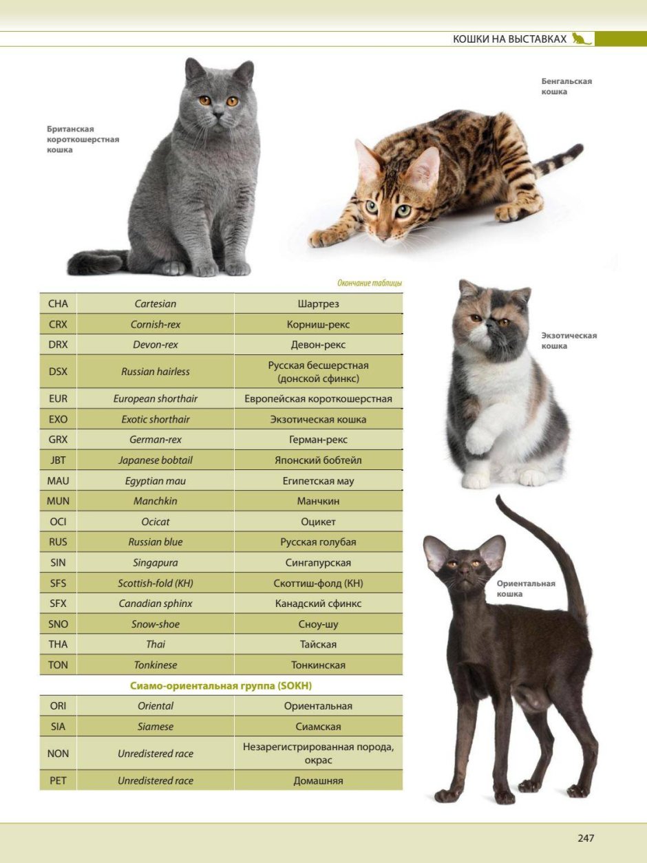 Окрасы ориентальных кошек таблица