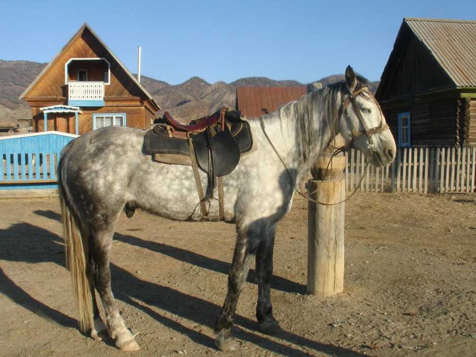 Солово Чалая масть