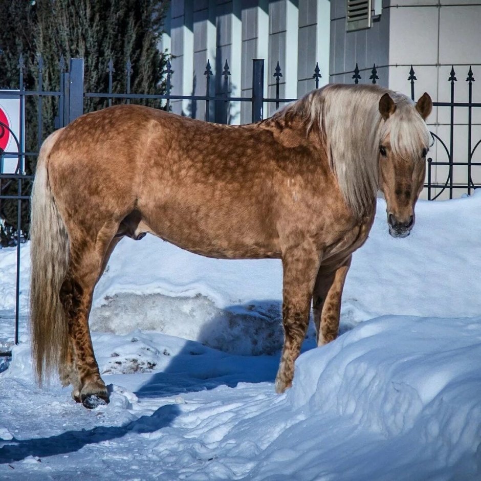 Новоалтайская лошадь