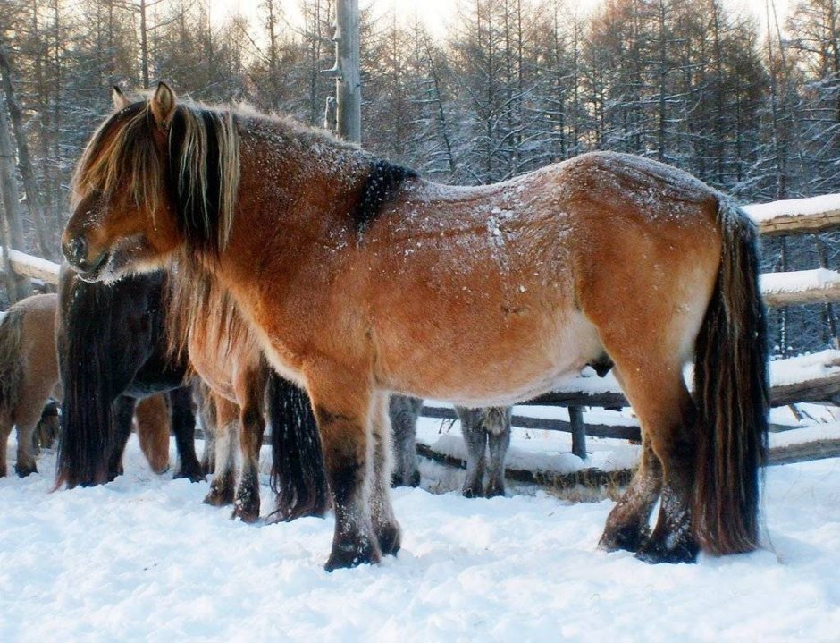 Алтайский конь с седло
