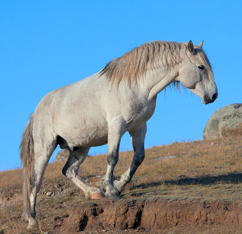 Blue Roan Stallion