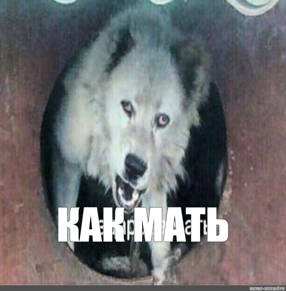 Волк волчица Волчонок семья