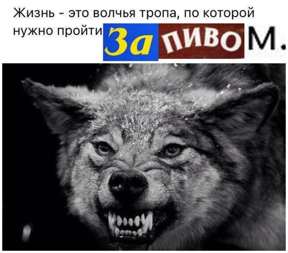 Волки кусаются
