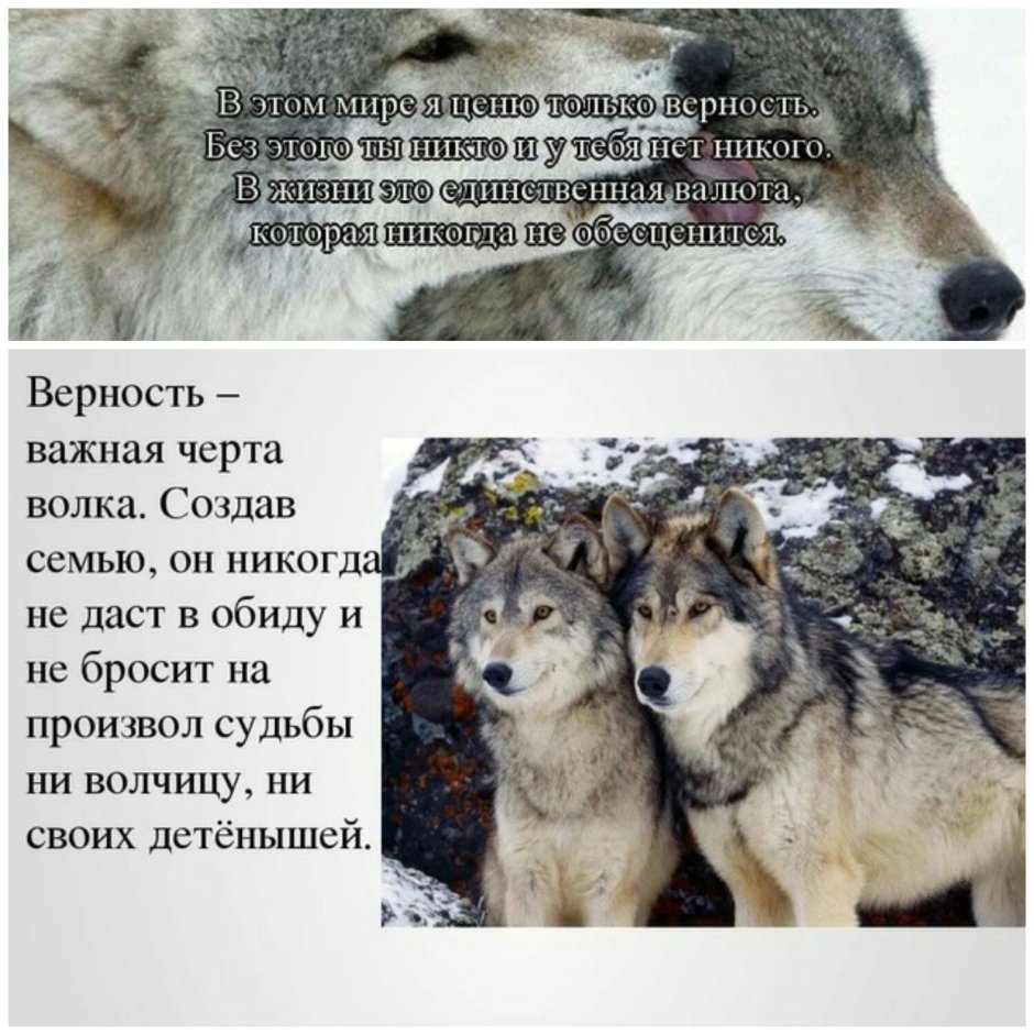 Мне жаль что сытые свиньи страшней чем Голодные волки