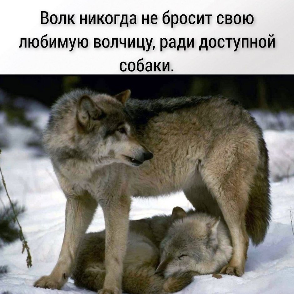 Волк волчица и Волчонок
