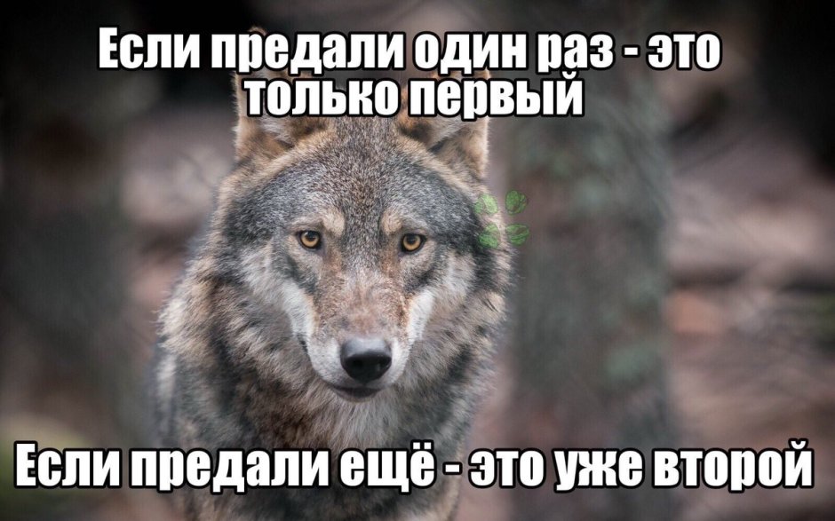 Волк волчица и Волчонок
