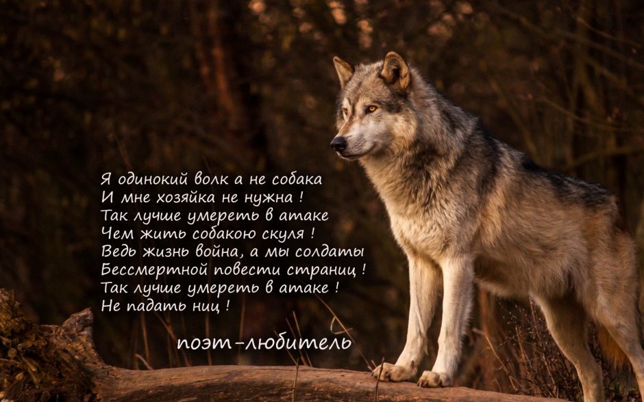 Красивая девушка с волком