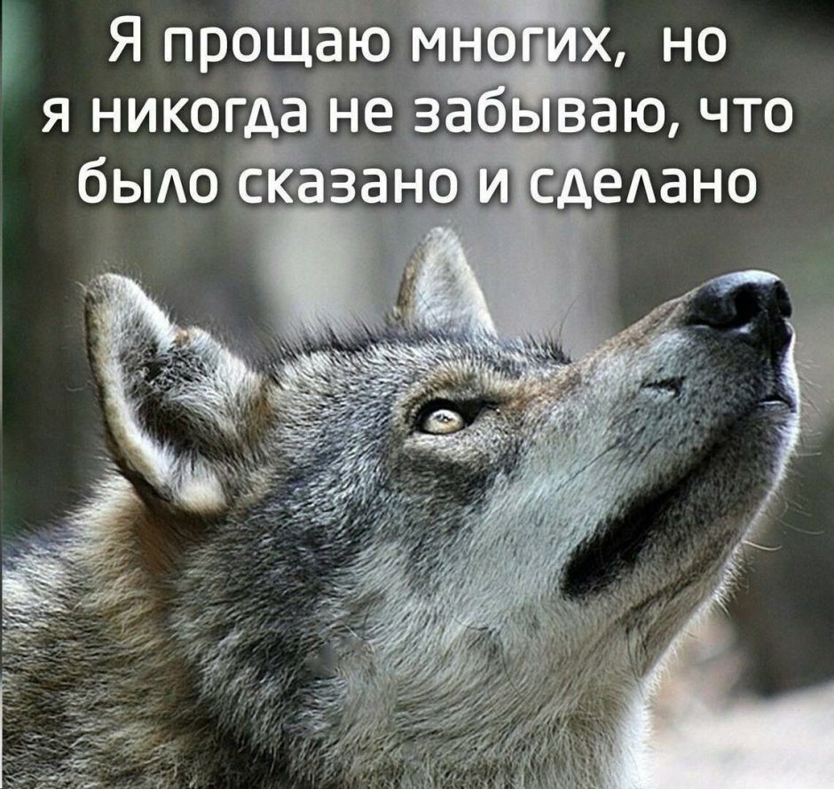 Волк с надписью