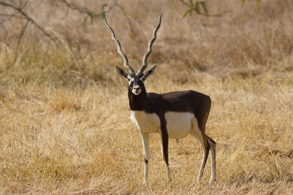Gazelle natural