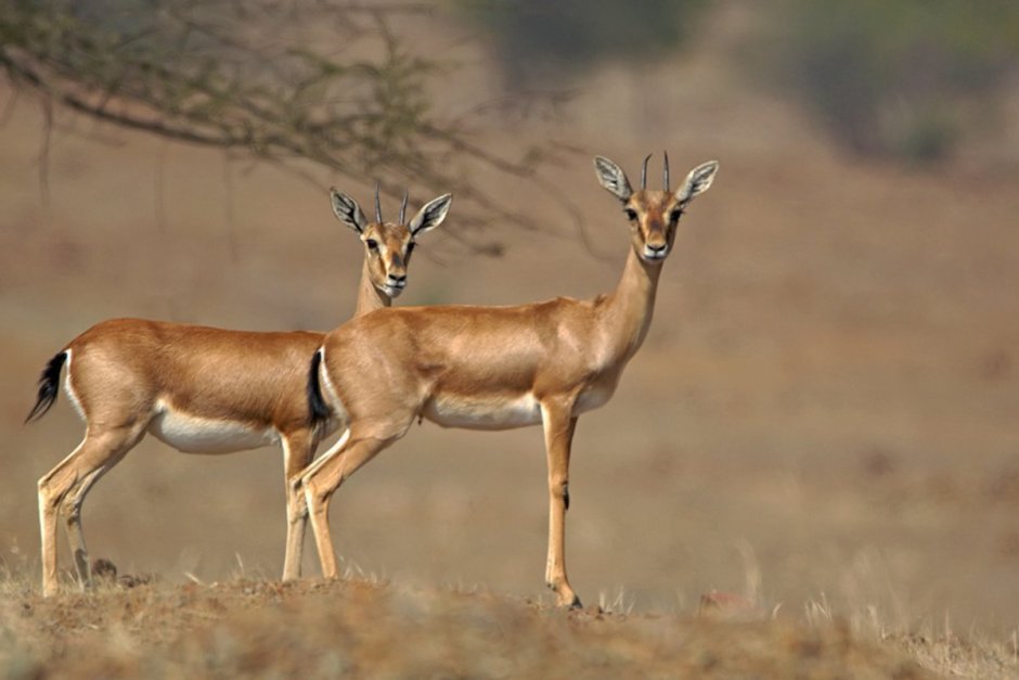 Gazella bennettii