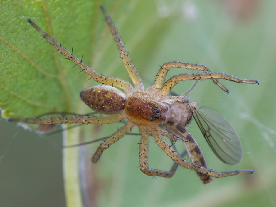 Dolomedes fimbriatus паук