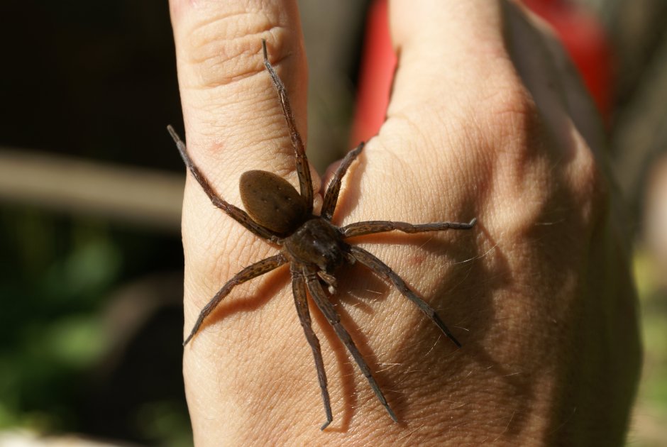 Паук-охотник Dolomedes plantarius