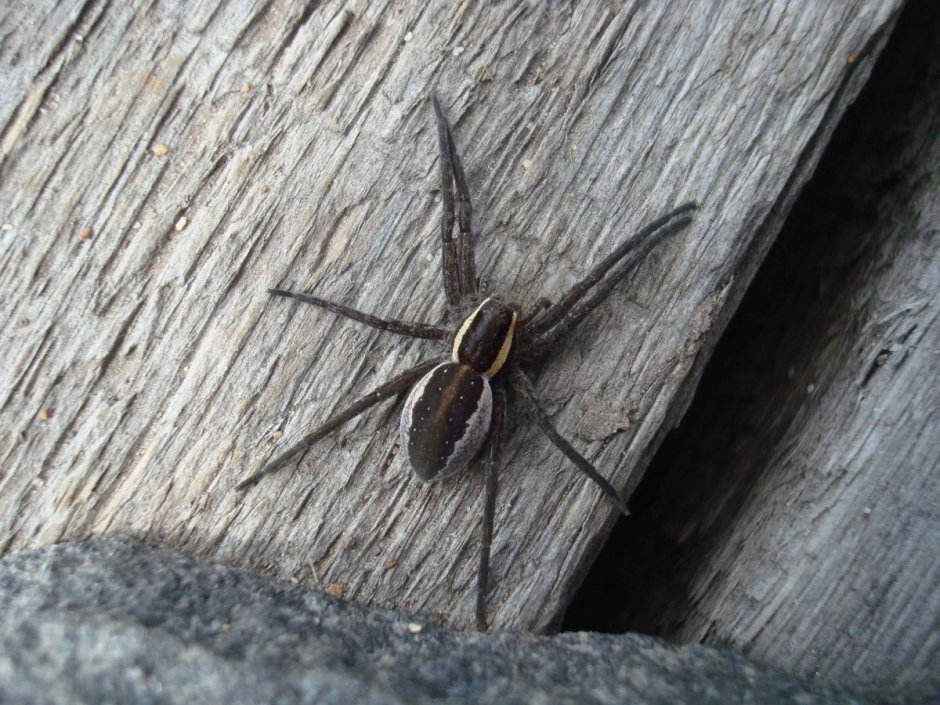 Dolomedes fimbriatus - охотник каёмчатый