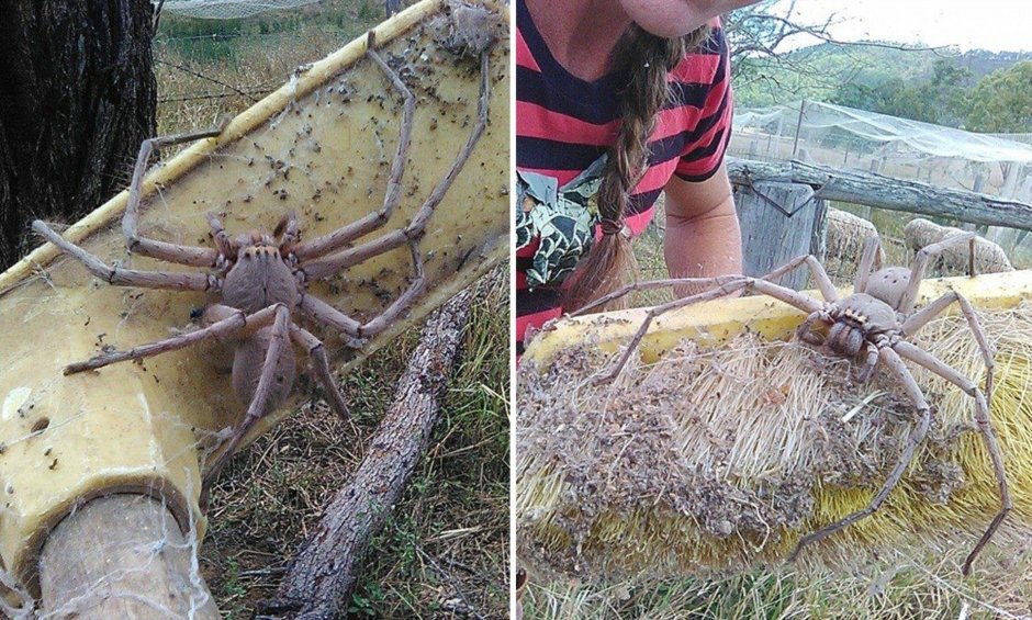 Самый большой паук в мире Австралия