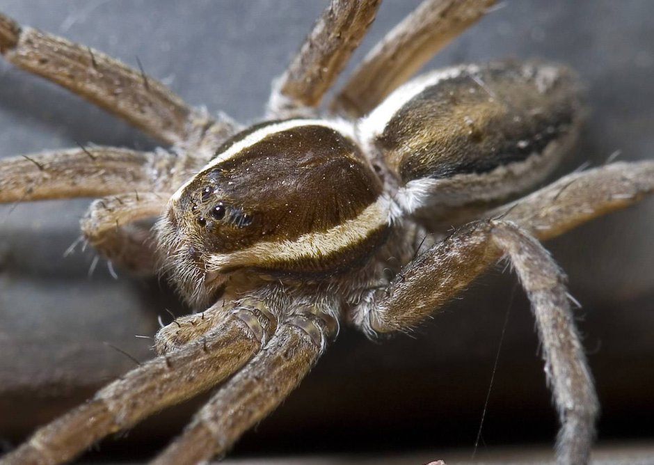 Паук доломедес (Dolomedes fimbriatus)