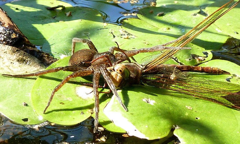 Kikimora palustris паук