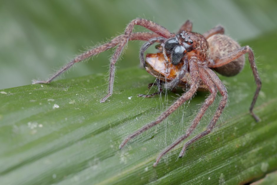 Паук Huntsman Spider