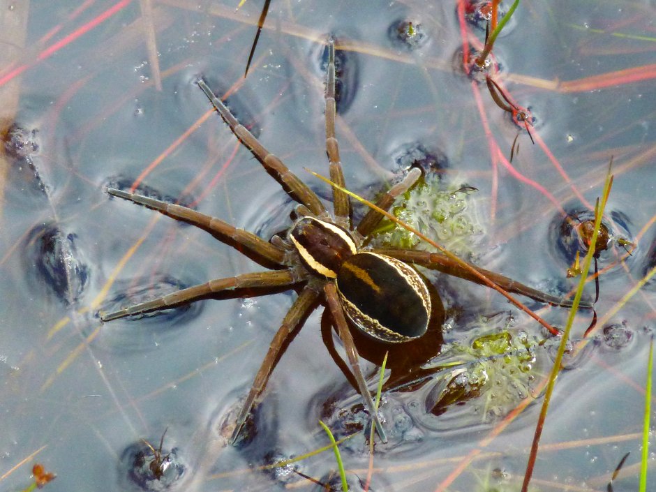 Паук Dolomedes briangreenei