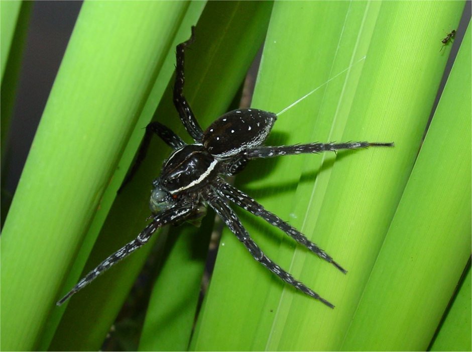 Dolomedes fimbriatus паук