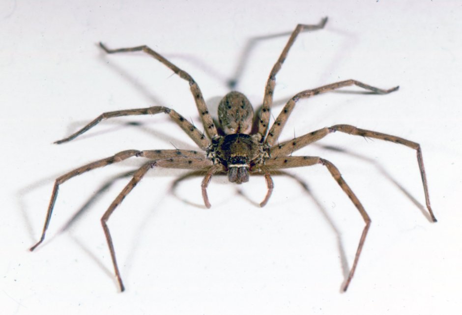 Brown Huntsman паук