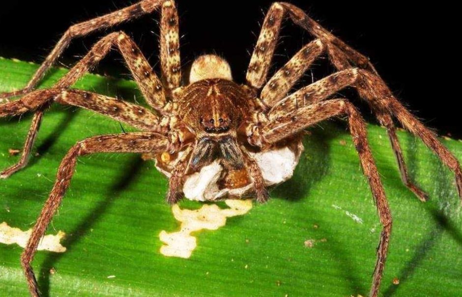 Гигантский паук-охотник (heteropoda maxima)