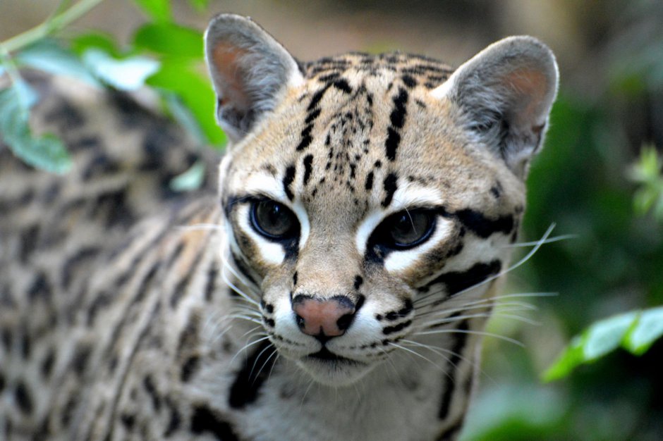 Оцелот (leopardus pardalis)