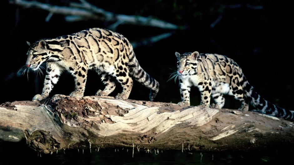 Ягуар / le Jaguar (1996)