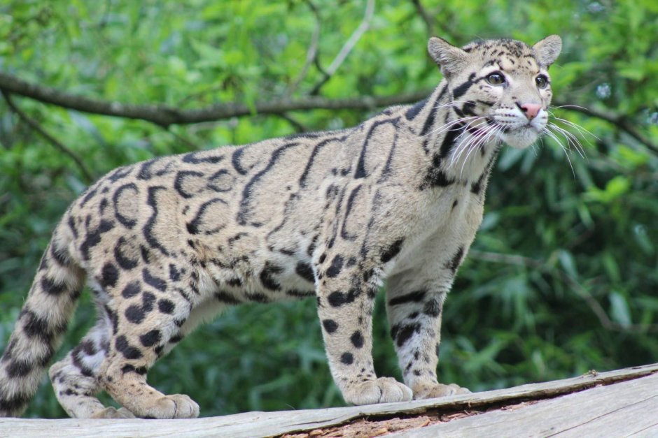 Оцелот (leopardus pardalis)