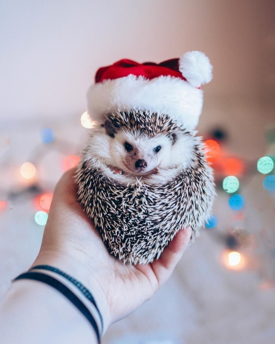 Ежик милота