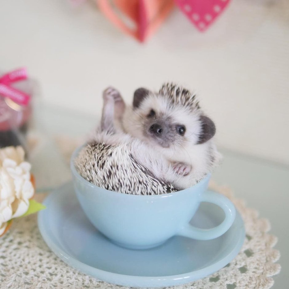 Снежинка еж