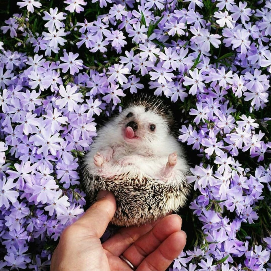 Много ежиков