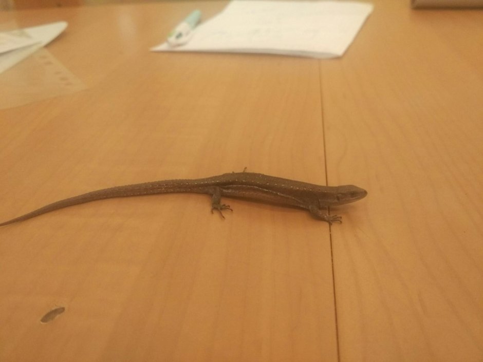 Живородящая ящерица самка