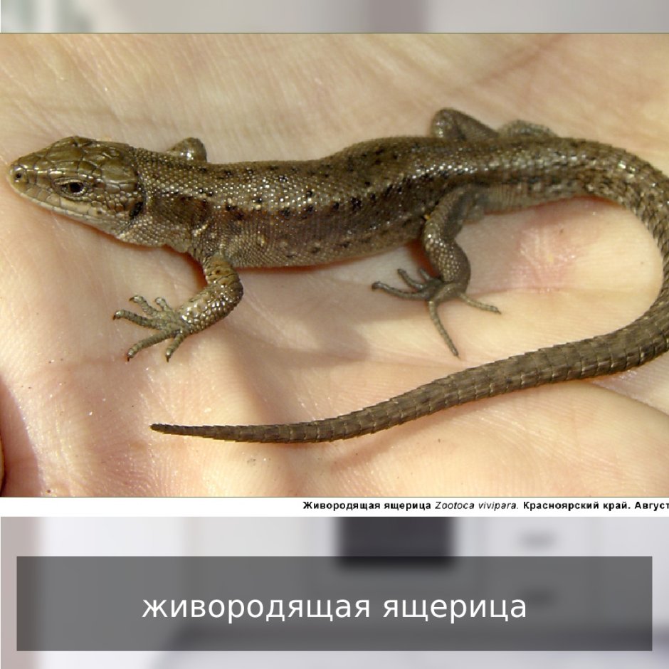 Ящерица прыткая Тритон