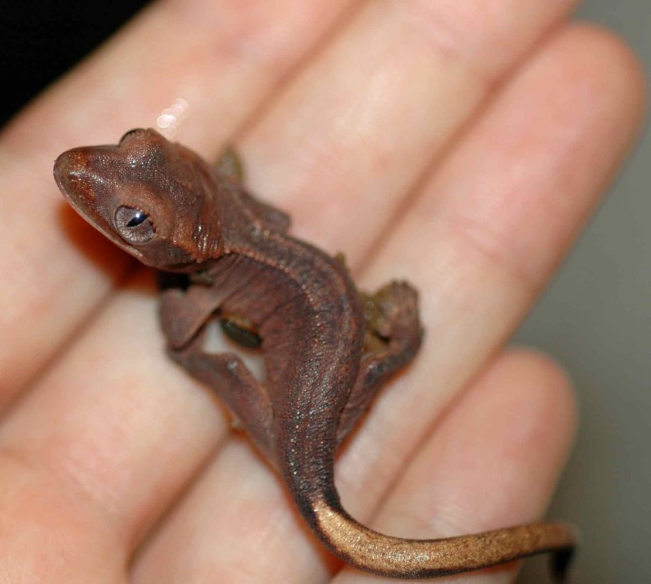 Ящерица прыткая (лат. Lacerta Agilis)
