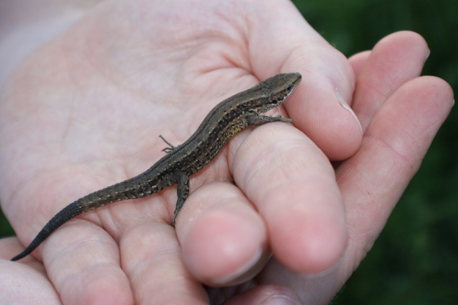 Карликовый геккон (Sphaerodactylus ariasae)