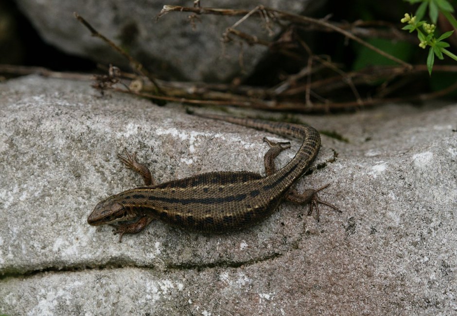 Remusatia vivipara