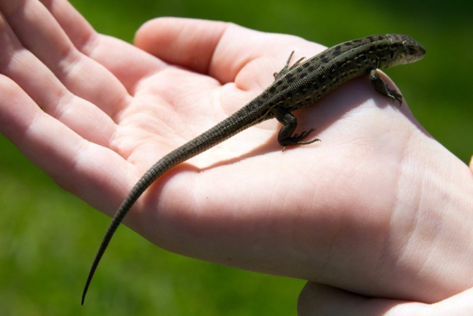 Sphaerodactylus ariasae (геккон)