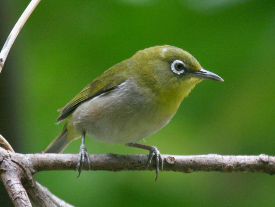Zosterops strenuus