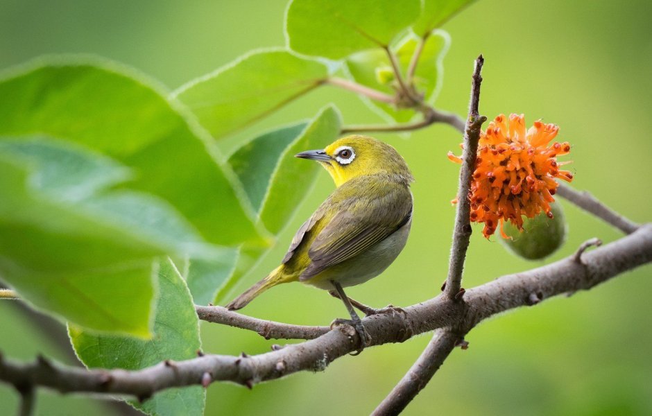 Японская белоглазка Zosterops japonicus