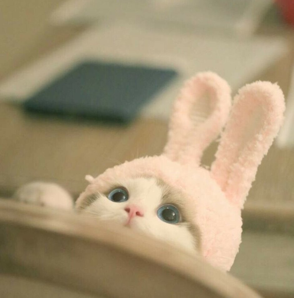 Кот с ушками зайца