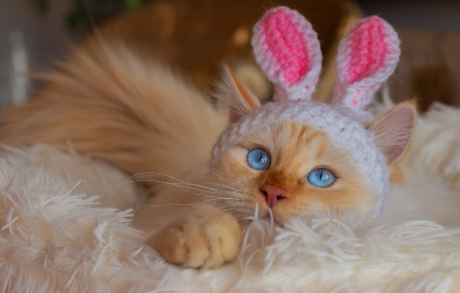 Кот с заячьими ушами