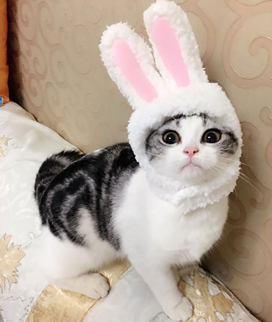 Кот в шапке зайца