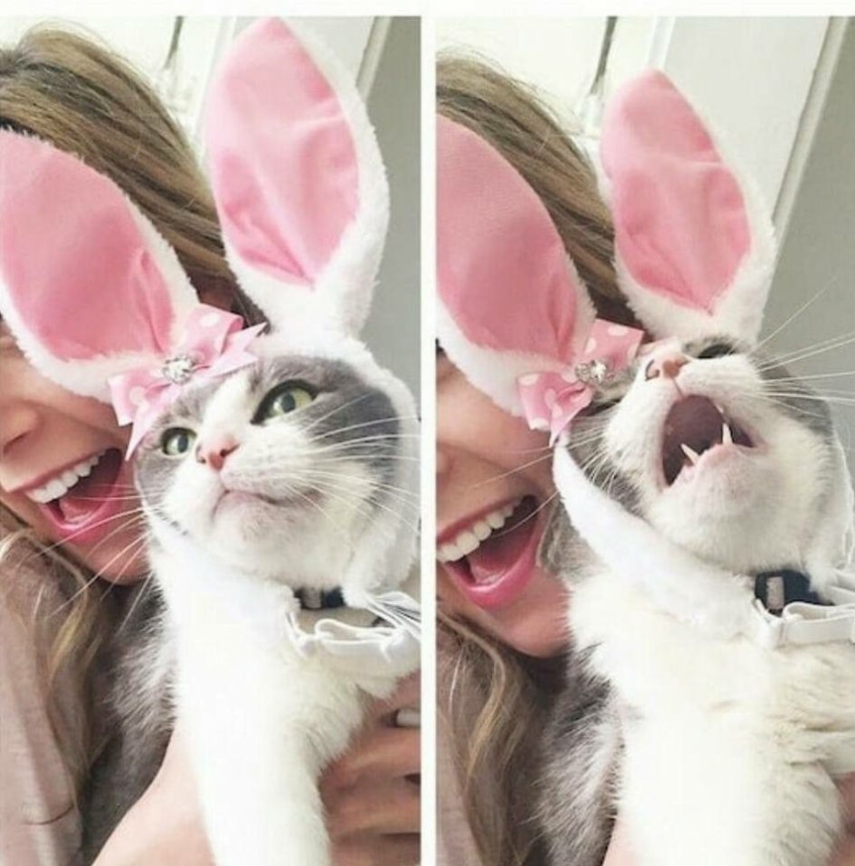 Котик с заячьими ушками